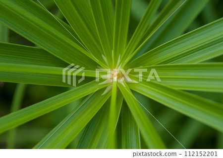 葉子植物 112152201