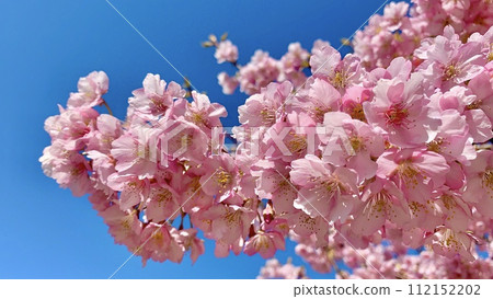 仰望藍天映襯下盛開的河津櫻（葵櫻）（大津川竹橋下游左岸/愛知縣岡崎市） 112152202