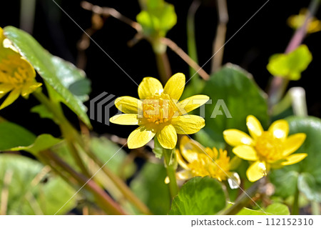 Himekirukka 112152310