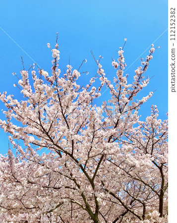 Cherry blossoms on a calm day with a blue sky 112152382