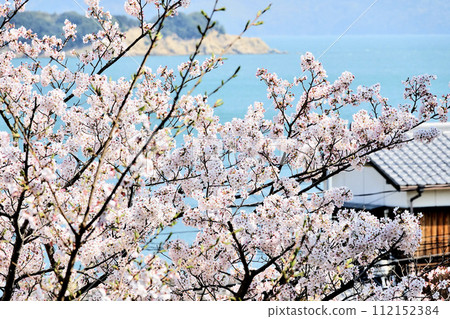 Calm sea and cherry blossoms 112152384