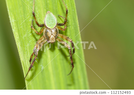 薩摩跳蚤damashi 112152493