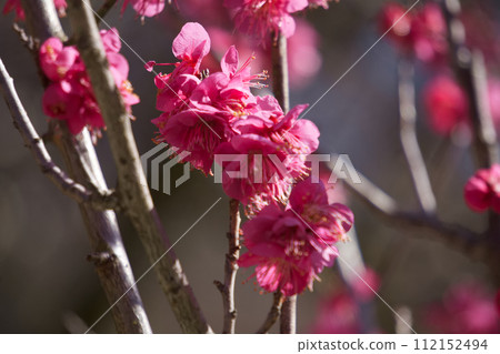 梅花過年 112152494