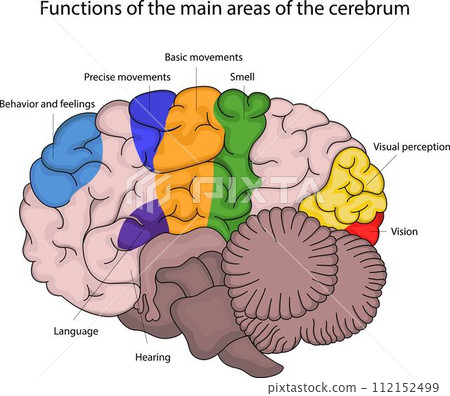 Functions of the main areas of the cerebrum 112152499