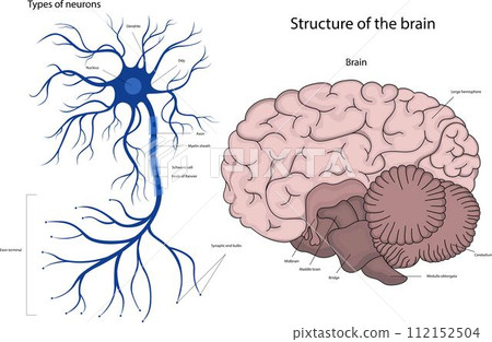 The structure of a neuron in the brain. The structure of the human brain. 112152504