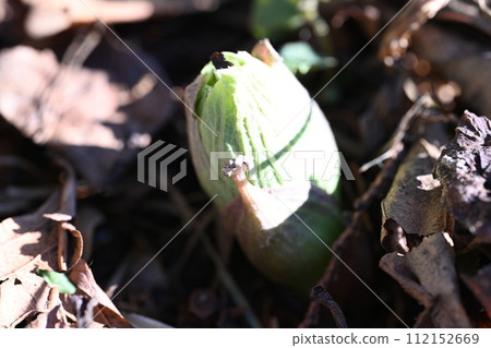 Fukinotou碗 112152669