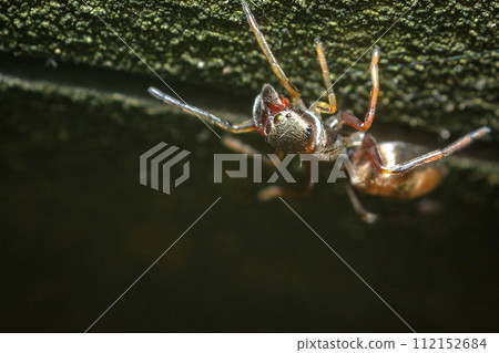 Myrmarachne 112152684