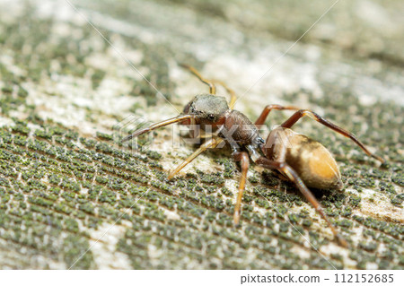 Myrmarachne 112152685