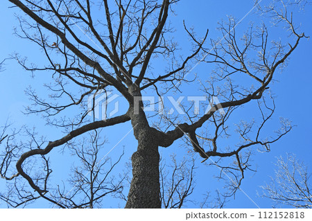 Early spring sawtooth oaks stretch towards the blue sky with a powerful and courageous appearance. 112152818