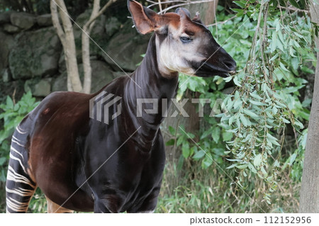 Okapi 112152956