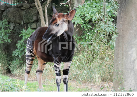 Okapi 112152960