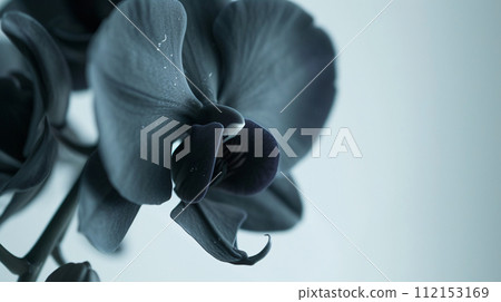 enchanting world of flora, a delicate colored orchid in full bloom 112153169