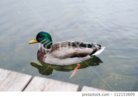 A mallard duck with vibrant green and brown feathers paddles gracefully across a calm lake A mallard duck with vibrant green and brown feathers paddles gracefully across a calm lake 112153609