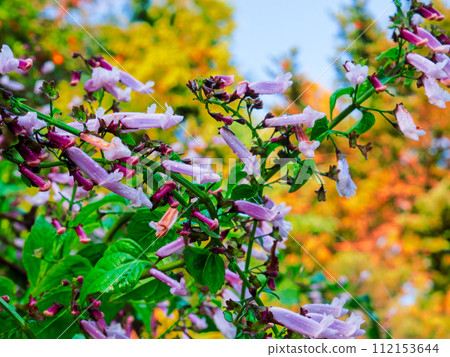 秋丁香（秋丁香），有許多狹長的紫色花朵 112153644