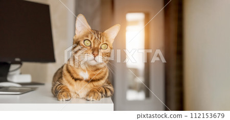 Bengal cat resting in a home interior. 112153679