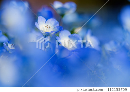 可愛的粉蝶藍 112153709