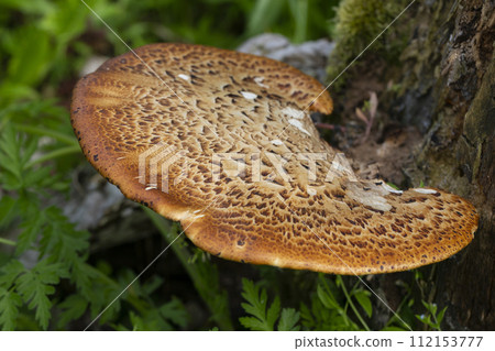 Cerioporus squamosus, also known as Pheasant's back mushrooms and dryad's saddle Cerioporus squamosus, also known as Pheasant's back mushrooms and dryad's saddle 112153777