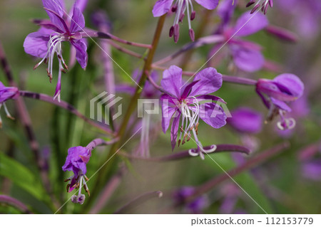 Close up of pink flower of rosebay willowherb Chamaenerion angustifolium on light green background. 112153779