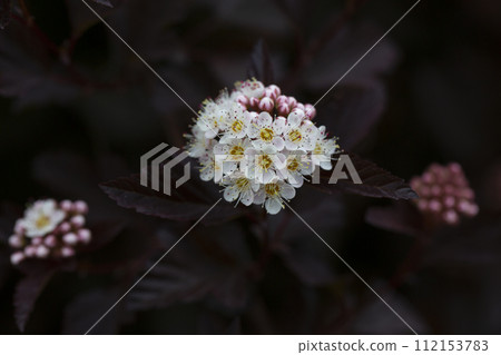 Dozens of white flowers of purple leaved Physocarpus opulifolius in may 112153783