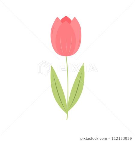 Tulip. Cute spring flower. Vector illustration isolated on white background. 112153939