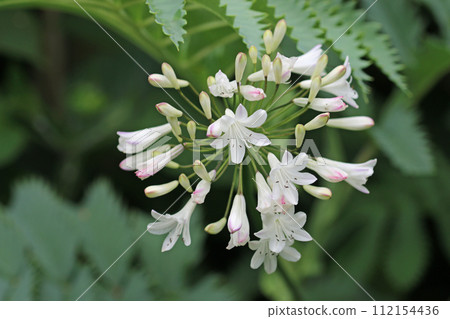 White and pink African lily flowers 112154436