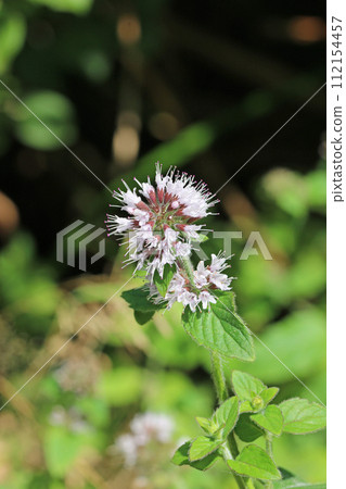 Pink mint flowers in a pond Pink mint flowers in a pond 112154457