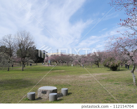 Plum blossoms in Hirashiba Park in Toyota City, Aichi Prefecture Plum blossoms in Hirashiba Park in Toyota City, Aichi Prefecture 112154704