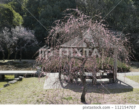 Plum blossoms in Hirashiba Park in Toyota City, Aichi Prefecture Plum blossoms in Hirashiba Park in Toyota City, Aichi Prefecture 112154707
