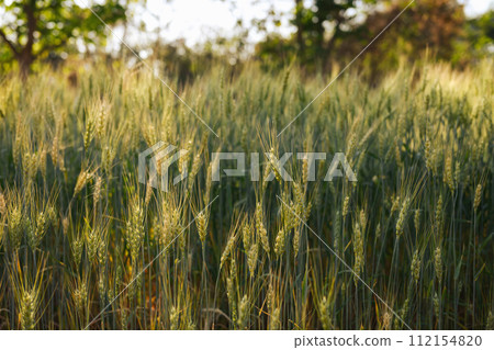 Rural landscape, green wheat on the field during sunset. Natural farming and agriculture concept Rural landscape, green wheat on the field during sunset. Natural farming and agriculture concept 112154820