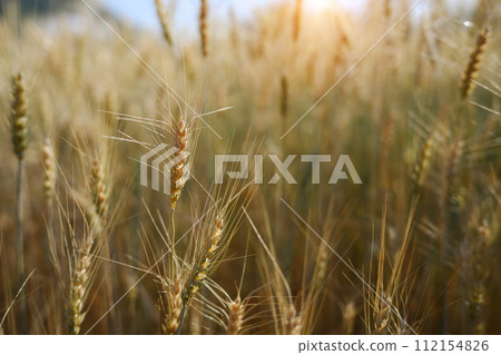 Ripe wheat in a wheat field waiting to harvested at a beautiful sunset. Agriculture concept 112154826