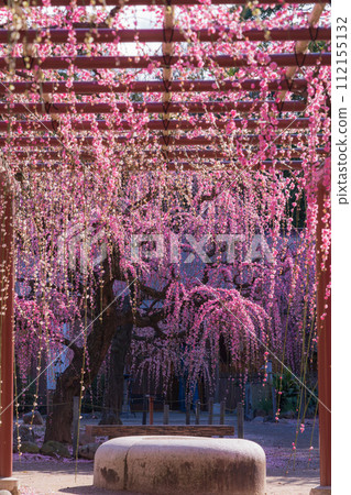 春天的結城神社,垂枝梅花盛開<三重縣津市> 春天的結城神社,垂枝梅花盛開<三重縣津市> 112155132