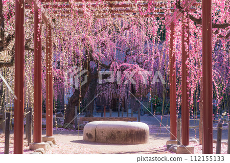 春天的結城神社,垂枝梅花盛開<三重縣津市> 春天的結城神社,垂枝梅花盛開<三重縣津市> 112155133