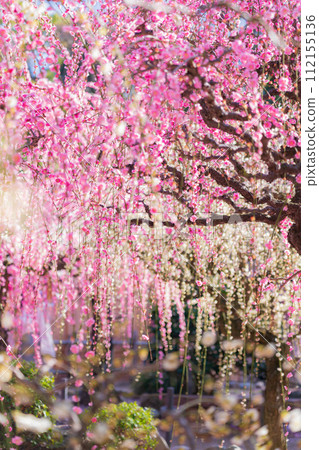 春天的結城神社，垂枝梅花盛開<三重縣津市> 112155136