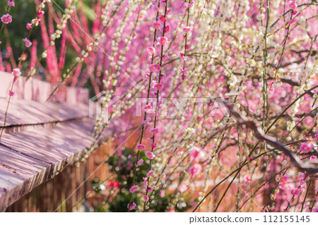 Yuki Shrine in spring, weeping plum blossoms in full bloom <Tsu City, Mie Prefecture> 112155145