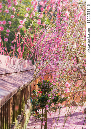 春天的結城神社,垂枝梅花盛開<三重縣津市> 春天的結城神社,垂枝梅花盛開<三重縣津市> 112155146