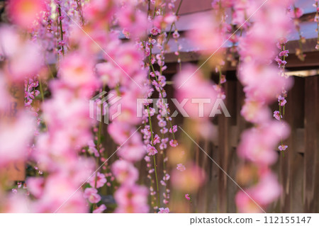 Yuki Shrine in spring, weeping plum blossoms in full bloom <Tsu City, Mie Prefecture> Yuki Shrine in spring, weeping plum blossoms in full bloom <Tsu City, Mie Prefecture> 112155147
