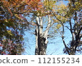 樹與秋天的葉子 112155234