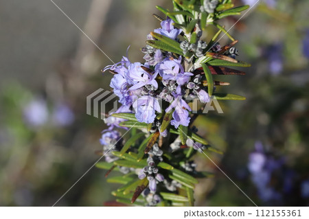 Purple flowers of rosemary blooming in the park in early spring 112155361