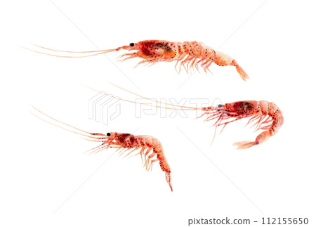 櫻花蝦手繪水彩 112155650