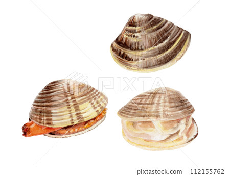 手繪水彩的蛤蜊 112155762