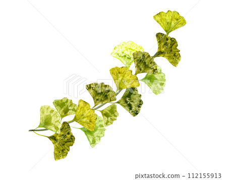 Vintage biloba twig. Green yellow gingko branch. Watercolor botanical illustration. Plant, stick, stem. Gingo, palm and abstract leaves. Leaf imprints. For design, postcards. Vintage biloba twig. Green yellow gingko branch. Watercolor botanical illustration. Plant, stick, stem. Gingo, palm and abstract leaves. Leaf imprints. For design, postcards. 112155913