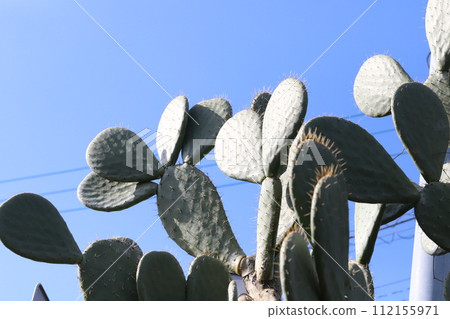 日本冬季花園中生長的扁平仙人掌（仙人掌） 112155971