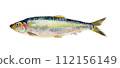 Hand drawn watercolor of herring 112156149