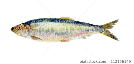 手繪水彩的鯡魚 手繪水彩的鯡魚 112156149
