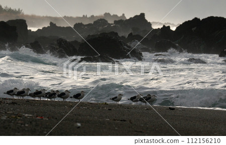 洶湧的冬季大海和一群黑尾鷗 洶湧的冬季大海和一群黑尾鷗 112156210