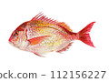 Hand-painted watercolor painting of sea bream 112156227