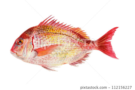 鯛魚手繪水彩畫 112156227