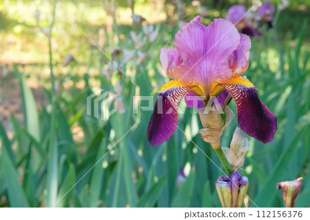 Iris is growing in the park. Purple or violet plant. Cultivated for its showy flowers. Gardening. 112156376