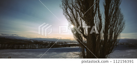 Ken & Mary tree standing on the hill of the morning sun in winter 112156391