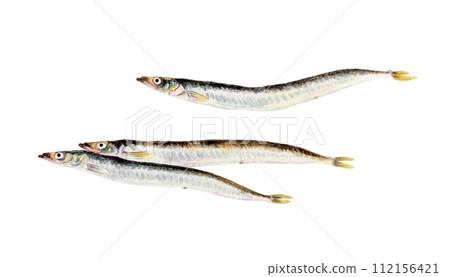 魷魚手繪水彩插圖 112156421